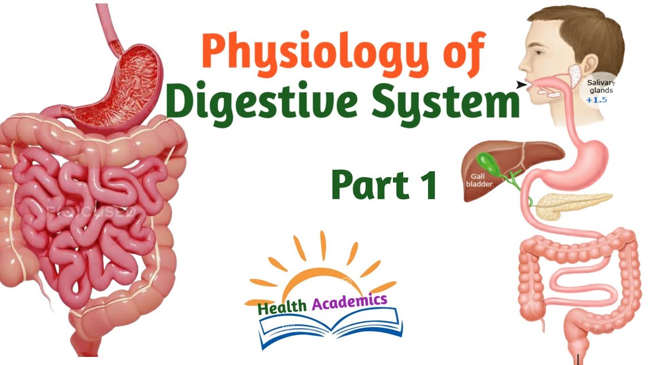 Physiology of Digestive System, Part 1, Helpful Video Lecture in Amharic Speech