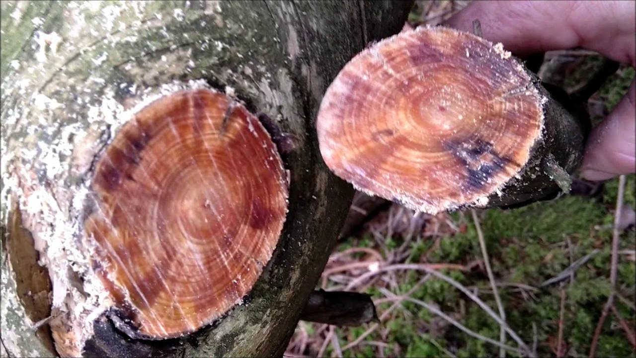 Kien/Fatwood aus Astansätzen