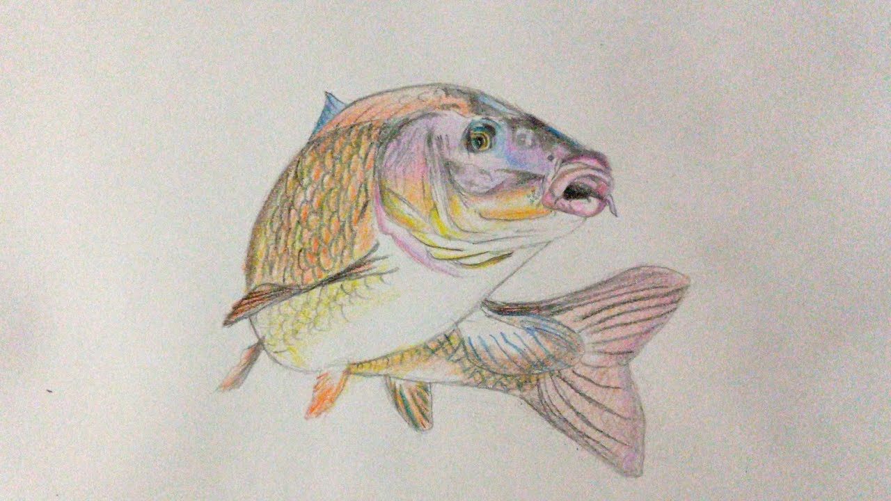 วาดปลายี่สกเทศระบายสีสมจริง Draw a Siamese carp and color it realistically. 