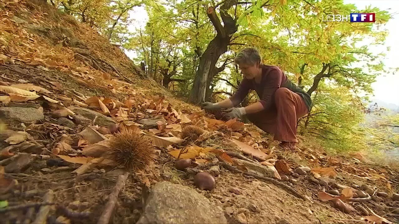 À la découverte des châtaignes du Parc naturel régional du Haut-Languedoc