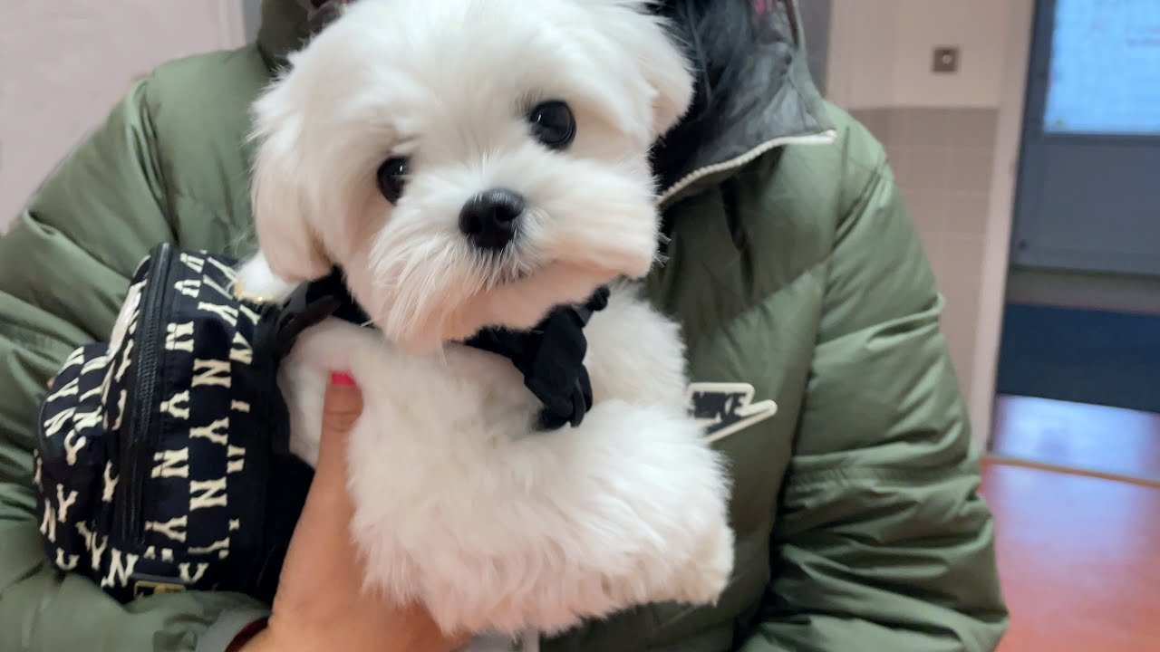 How many things does a dog need? You would never guess these ... 😂