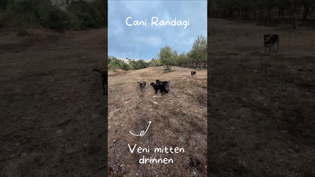 Veni & die Cani Randagi - Wiedersehen nach 4 Monaten | Stray Dogs | Streuner 