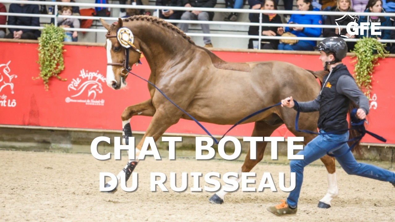 CHAT BOTTE DU RUISSEAU - GFE