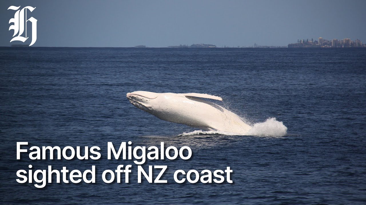 Белый кит Мигалу, возможно, был снова замечен | Herald NOW