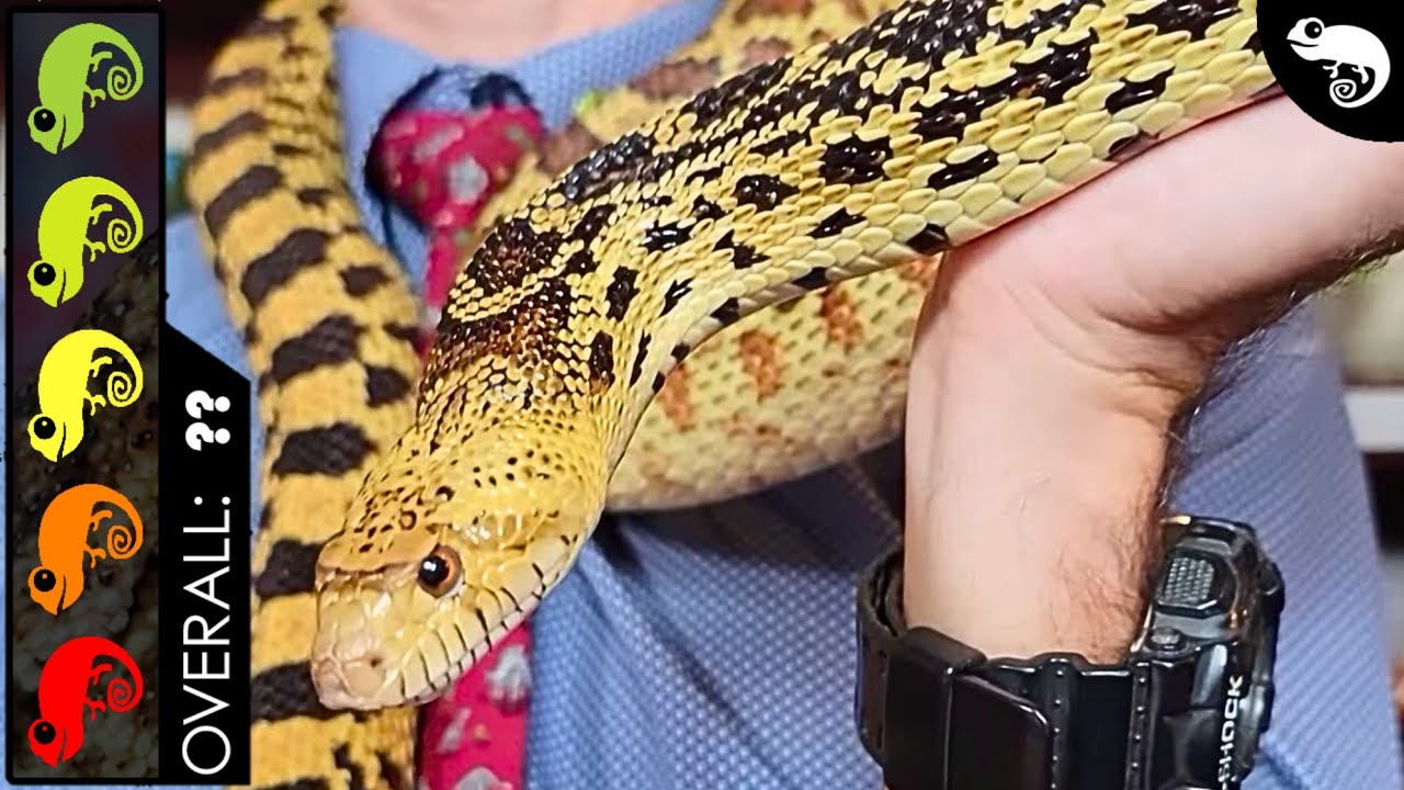 Bullsnake, The Best Pet Snake?