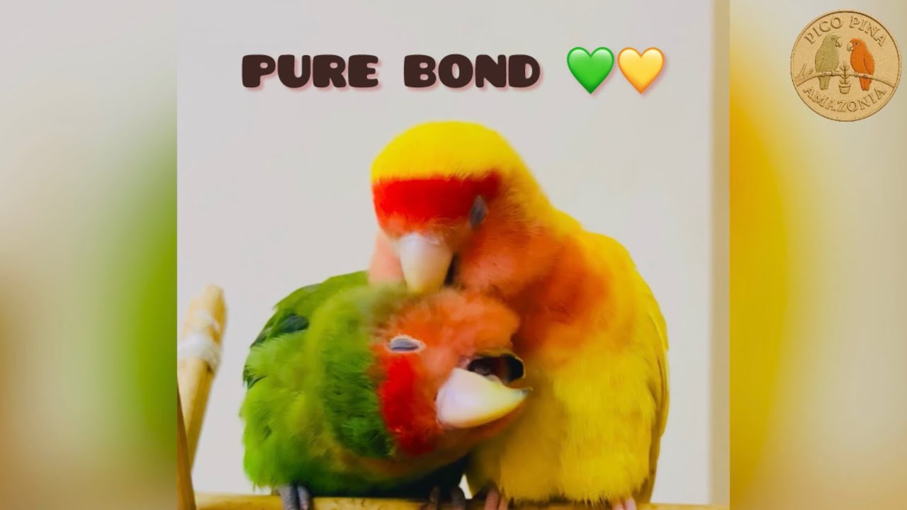 Beautiful birds Bonding 🦜💕 | Cute Preening & Best Friends Moments