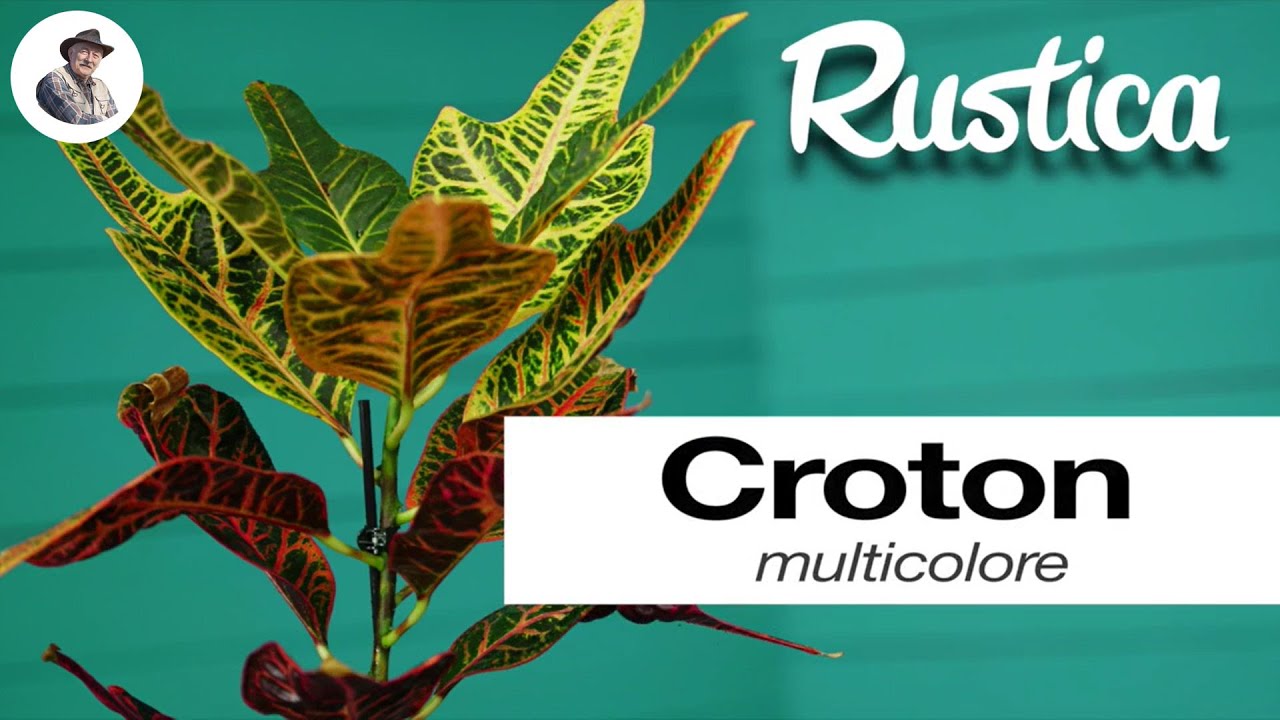 Le croton (Codiaeum)
