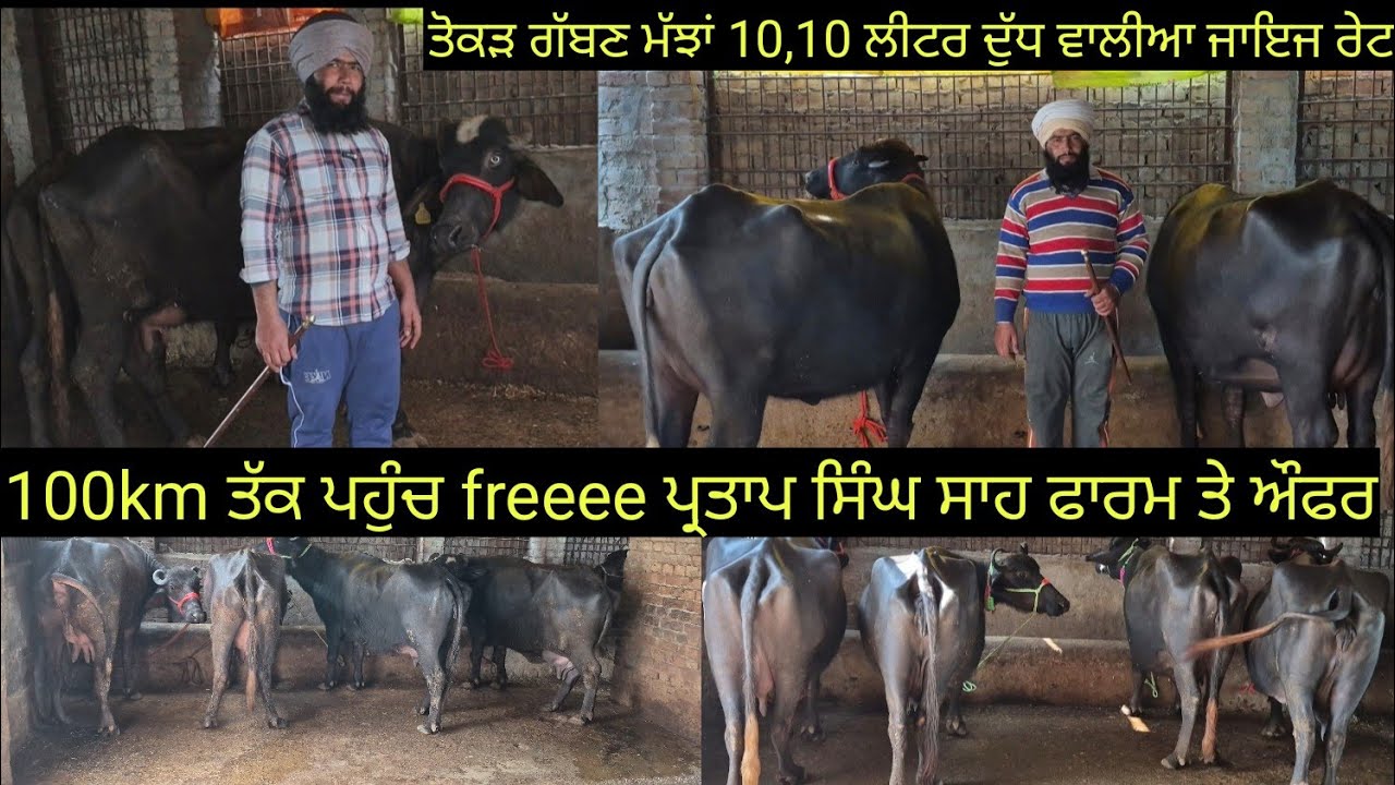 ਤੋਕੜ ਗੱਬਣ ਮੱਝਾਂ 10-10 ਲੀਟਰ ਦੁੱਧ ਵਾਲੀਆ ਜਾਇਜ ਰੇਟ ਵਿਚ low price buffalo for sale #best #quality #top 