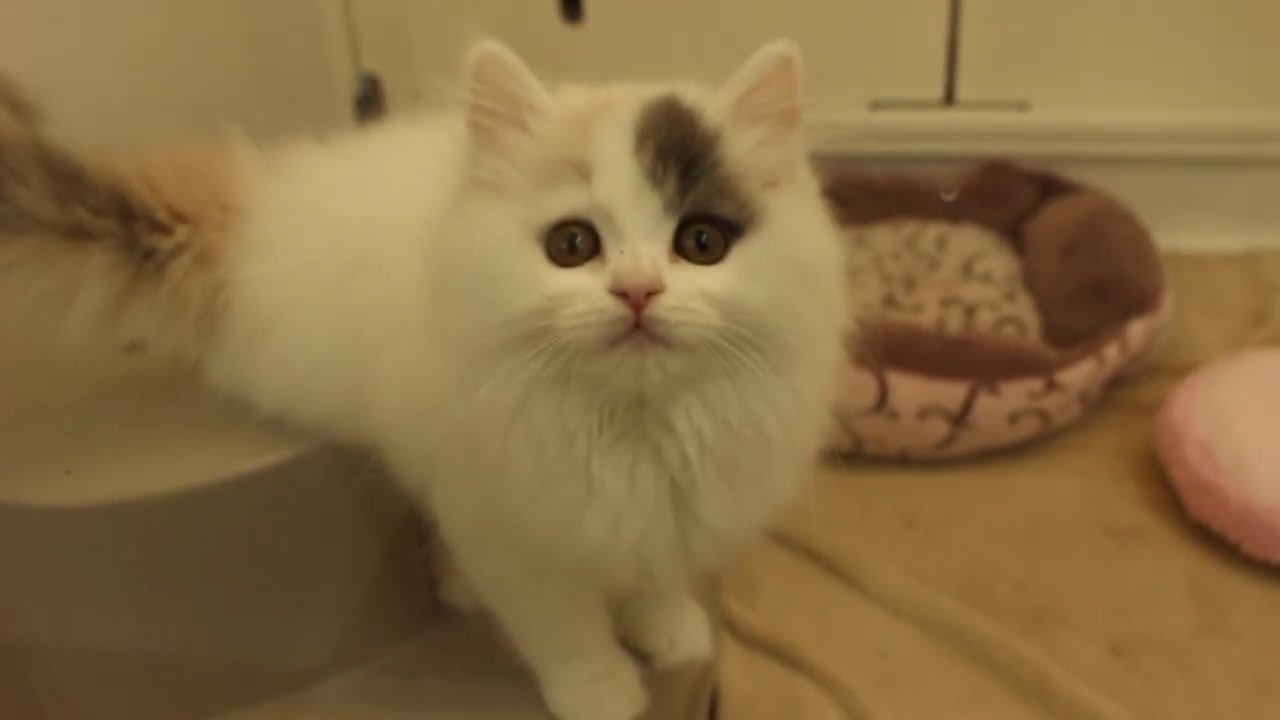 モフモフの天使♡ブリティッシュちゃん inペットプラザアミーゴ神戸西店