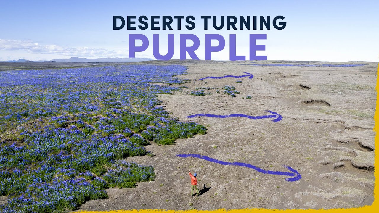 Iceland's Deserts Are Turning Purple - here's why