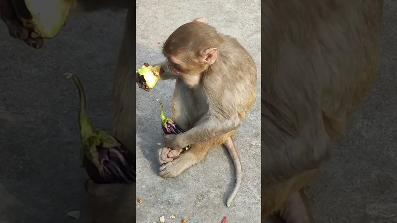15/03/26 सुबह Live प्रसादी की झलकियां #shortvideo #viralvideo #sanatan #cutemonkey 