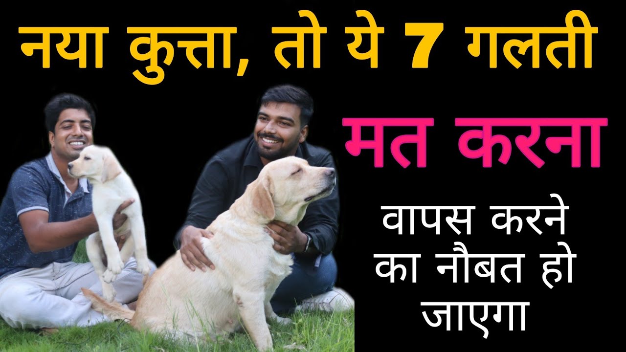 New puppy care tips and care mistake  // Lab puppy going to new home patna, bihar, muzaffarpur
