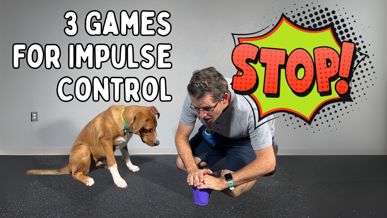 Leave It! Teaching Your Dog Self-Control with Simple Games