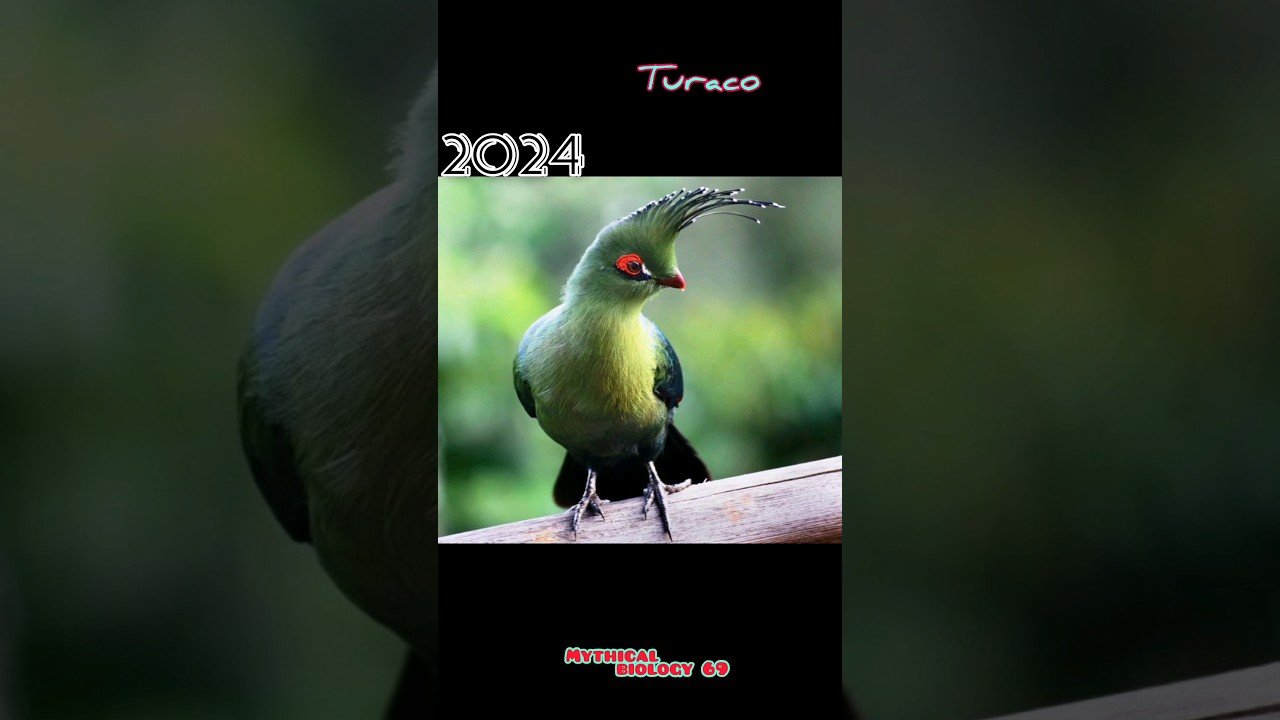 2024Turaco 🦜And 5000Bce Turaco 🦜😱||mythical biology69||#trendingshorts #viralshort #shortsfeed