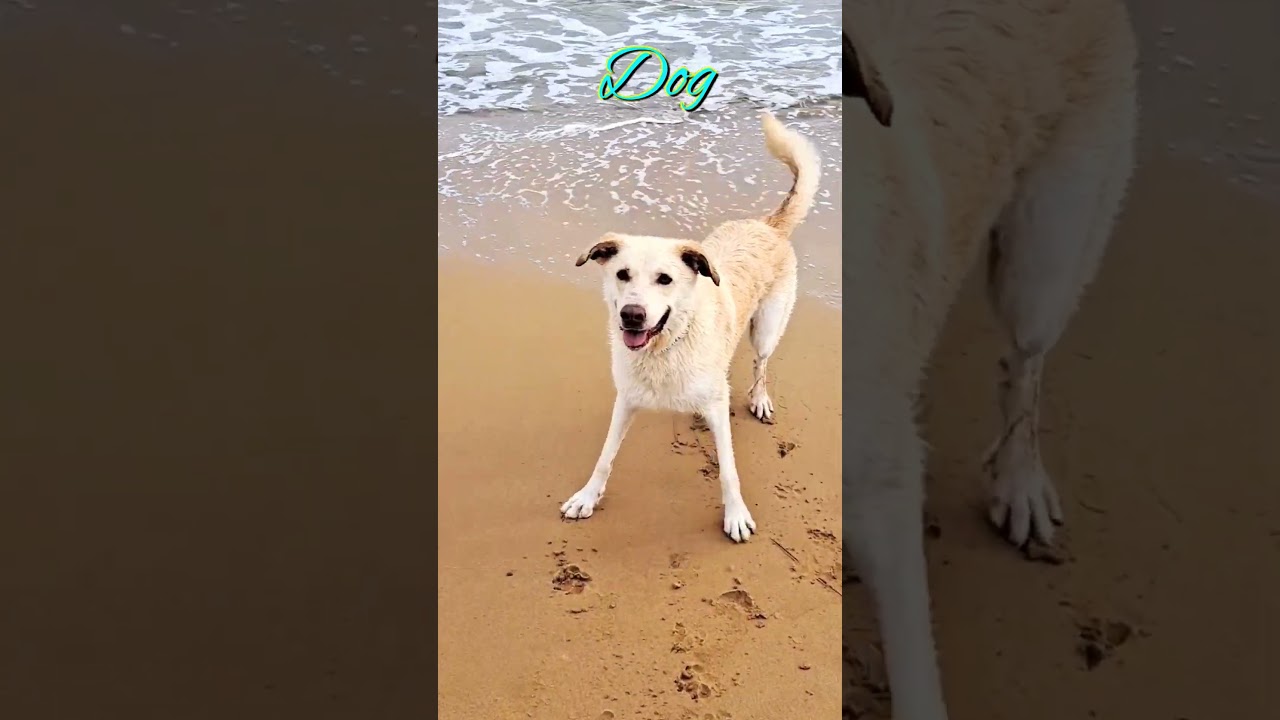 Dogs barking on the beach#bhaiya choudhary26#shorts