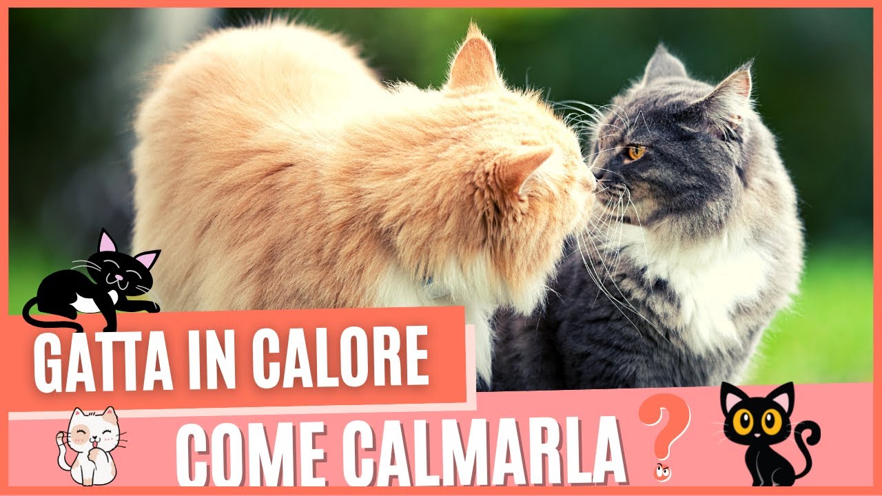 Gatta in calore come calmarla | Gatta in calore, come riconoscere i segnali e  intervenire.