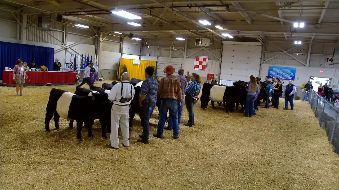 2019 - Sept 18th - Richard Anderson Belted Galloway Show
