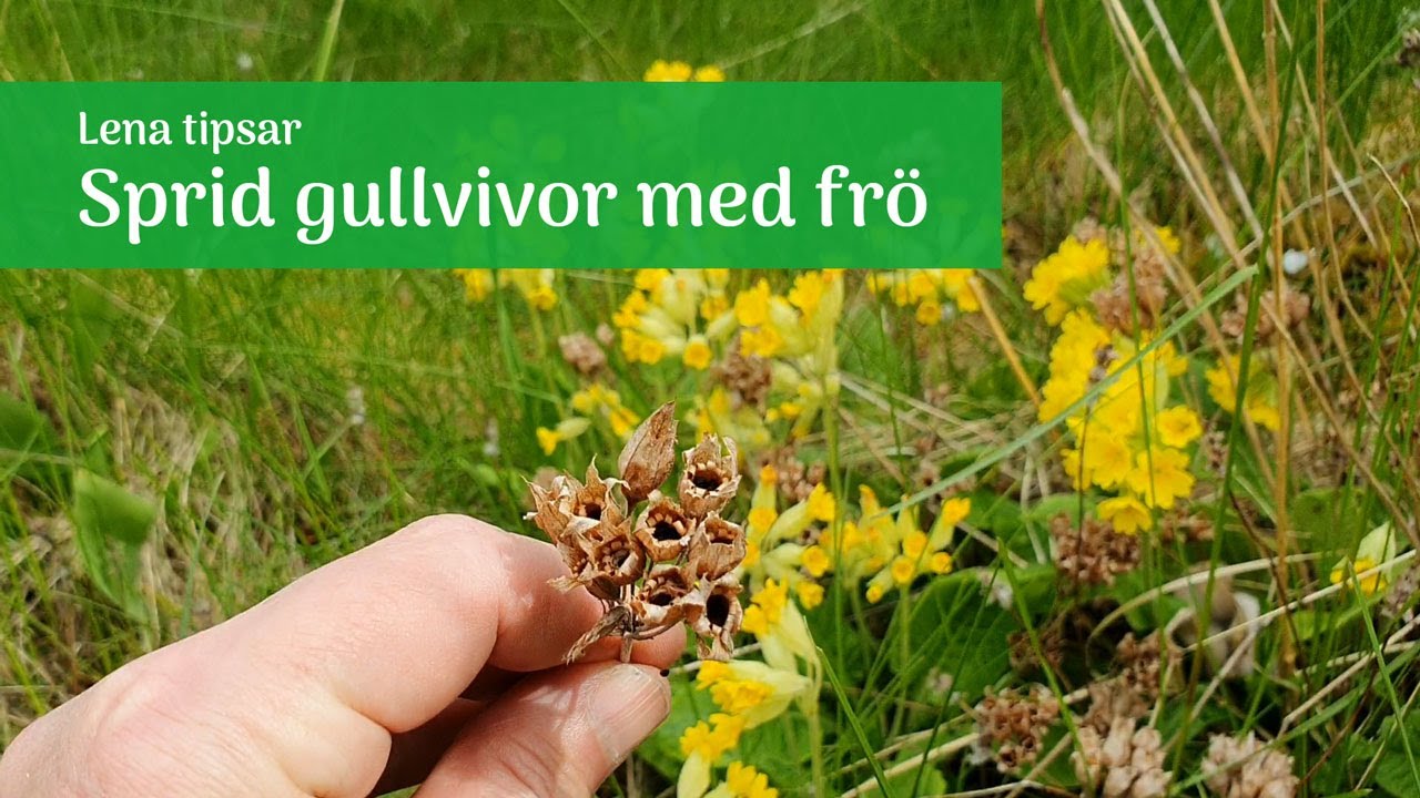 Sprid gullvivor med fr&ouml;