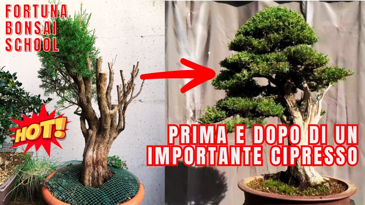 Prima e Dopo di un importante Cipresso.