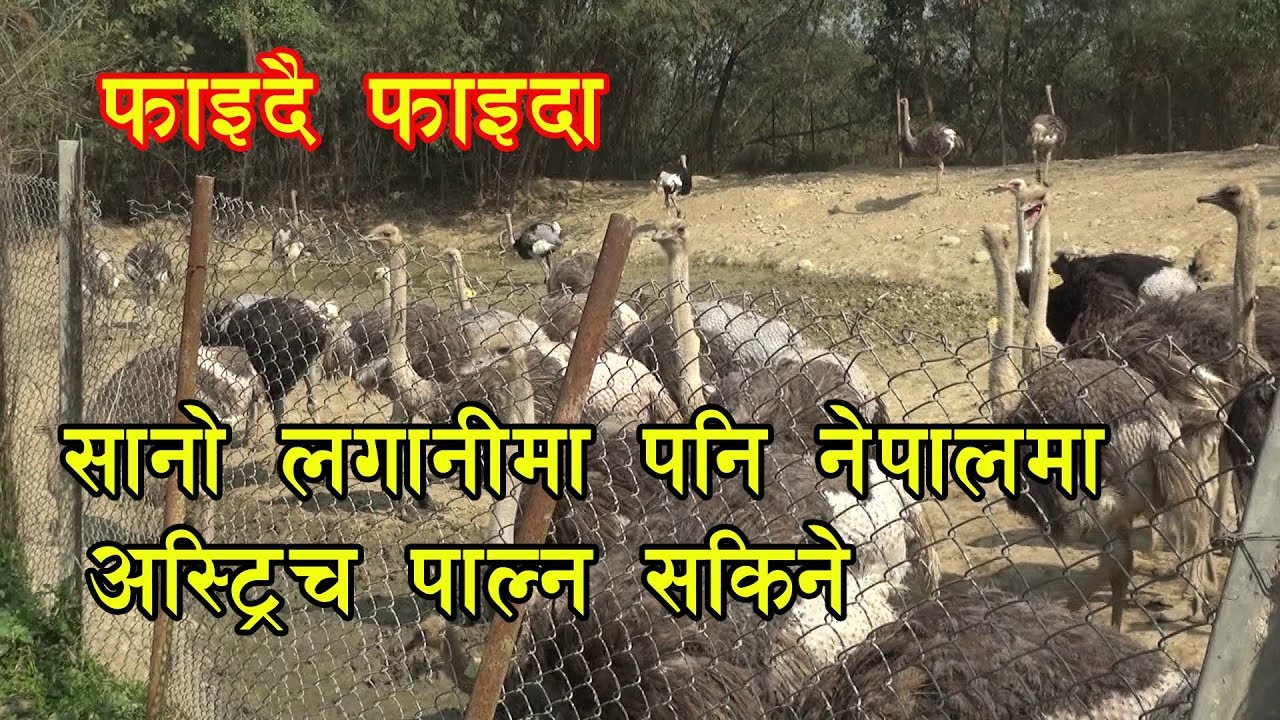Ostrich farm in Nepal   l  अस्ट्रिच बाट वार्षिक करोड़ौ कमाउछु  l