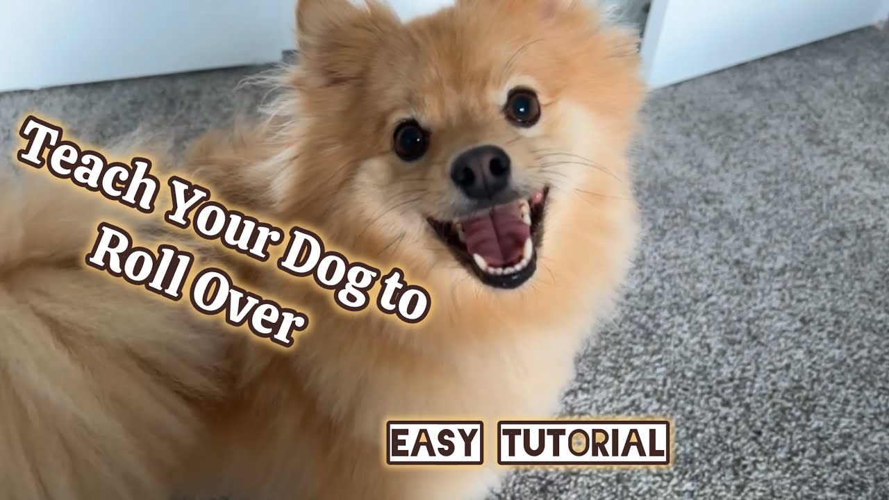 How to Teach Your Dog to Roll Over! Easy Fast Tutorial