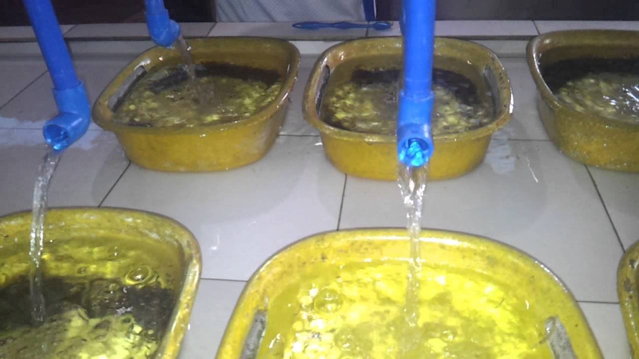 Actual Footage of Tilapia in Artificial Incubator