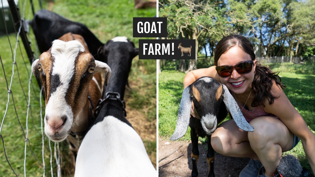 Touring a GOAT farm in Door County, Wisconsin (Gelato + BABY goats! 🐐)