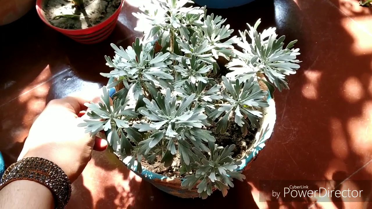 ये पौधा लगाये आस पास के पौधो को कीडो से बचाये....# Beautiful Lavender plant care in Balcony