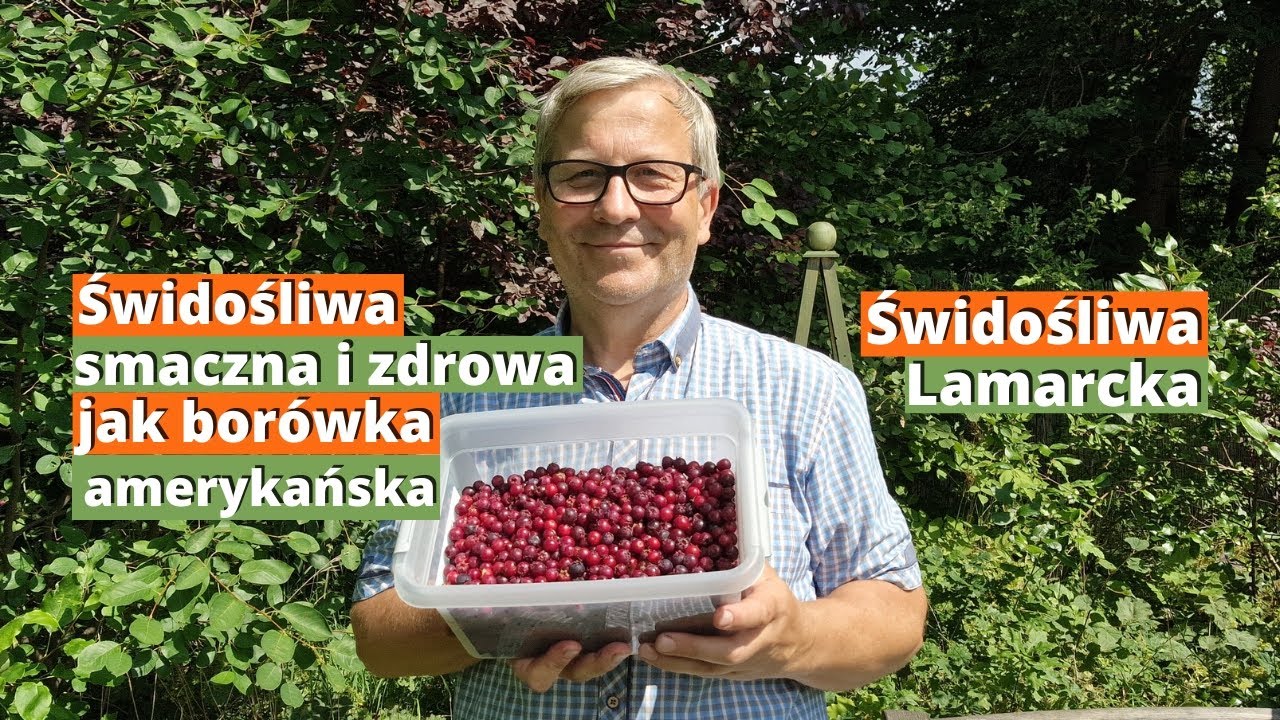 Świdośliwa Lamarcka. Zdrowe owoce prosto z ogrodu. Łatwa w uprawie i tolerująca trudne warunki.