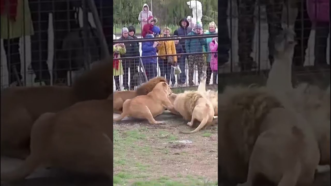 Lion VS Tiger | Tiger Vs Lion Comparison Hd 2023 Video - PITDOG #tiktok