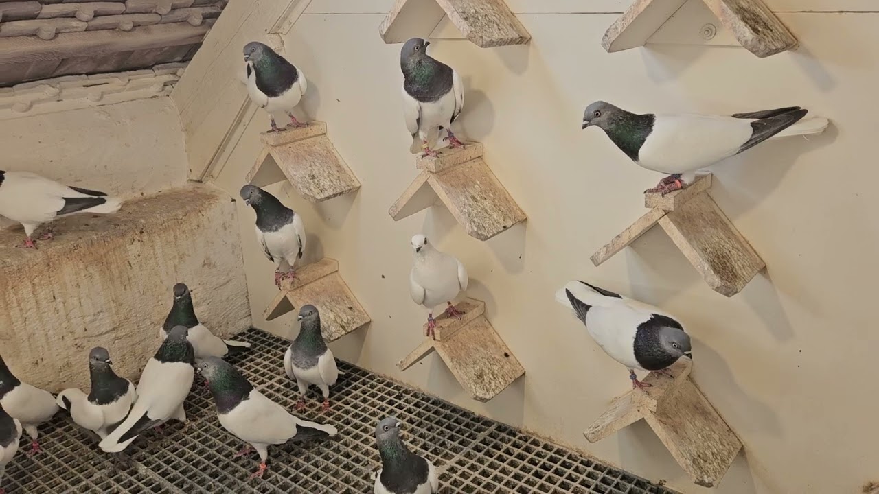 Budapesti Magasröptű Keringő (Budapest High Flying exhibition pigeons) 2024 2