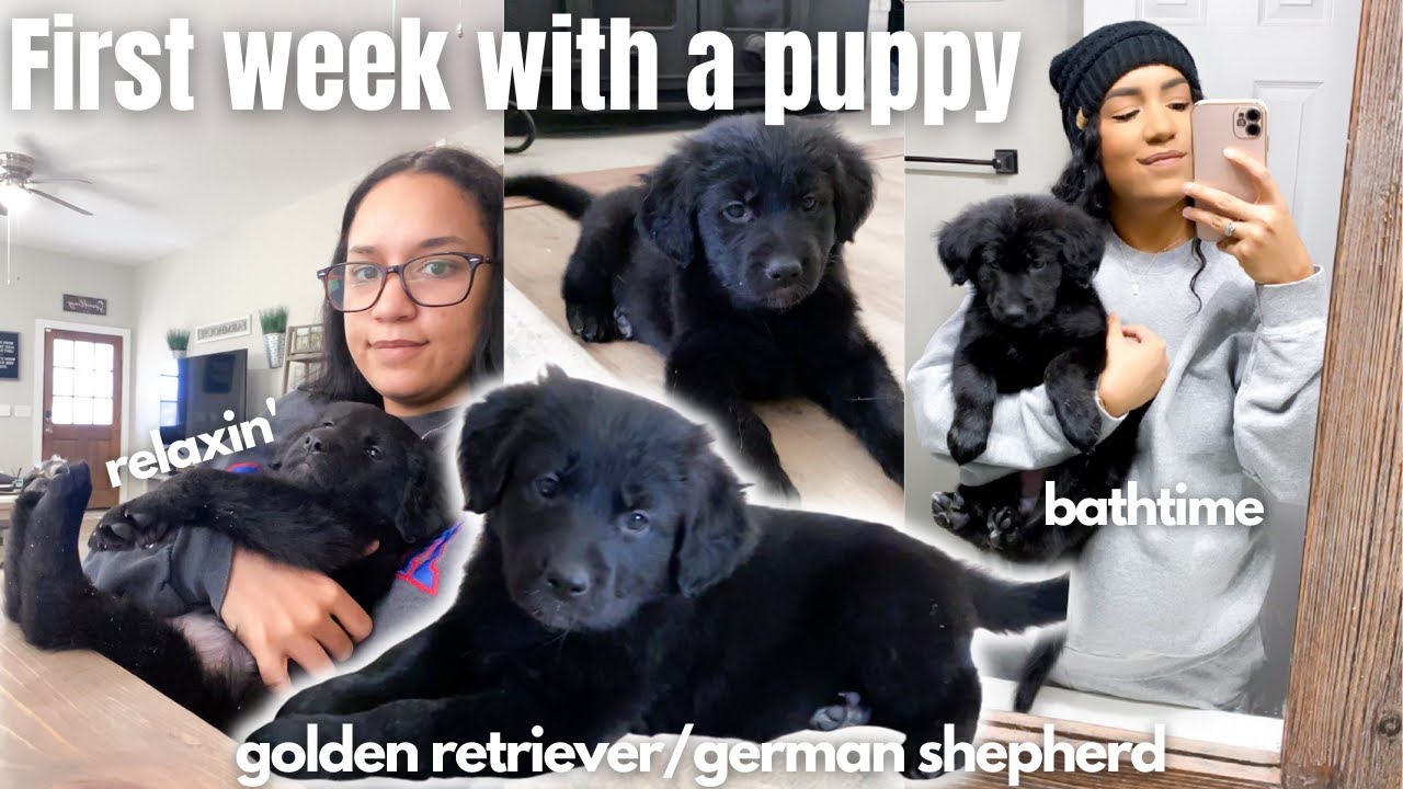 New Puppy Vlog! First week with a puppy | training an 8 week old golden retriever/german shepherd