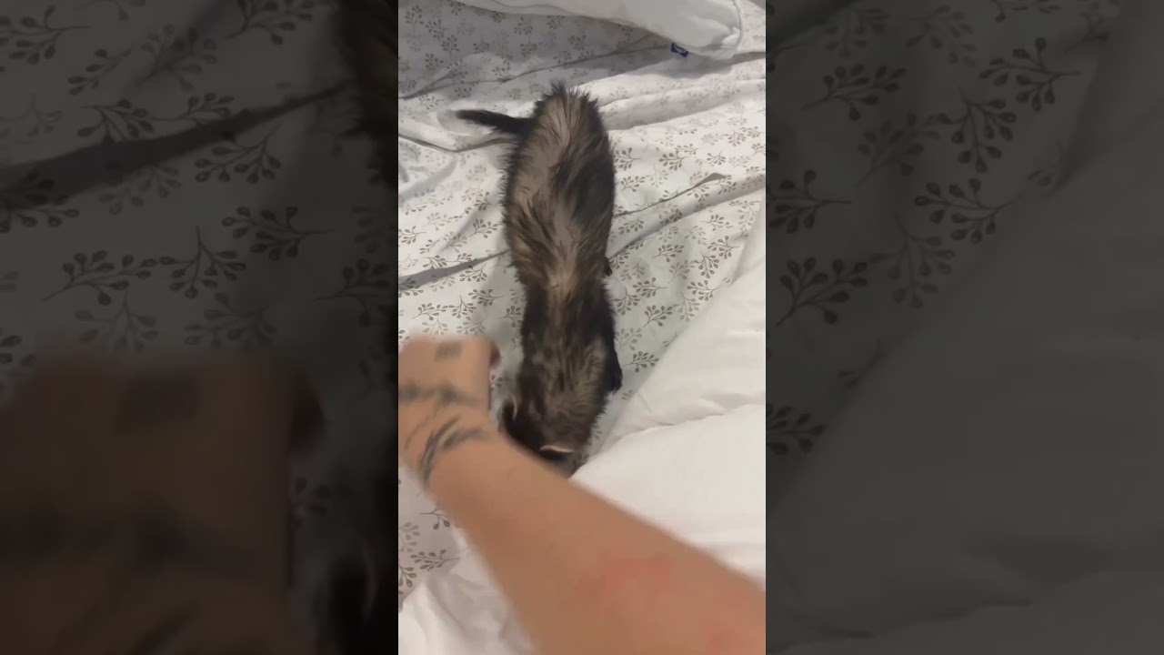 Raccoon One Alternative Animal To Have As A Pet 🦝