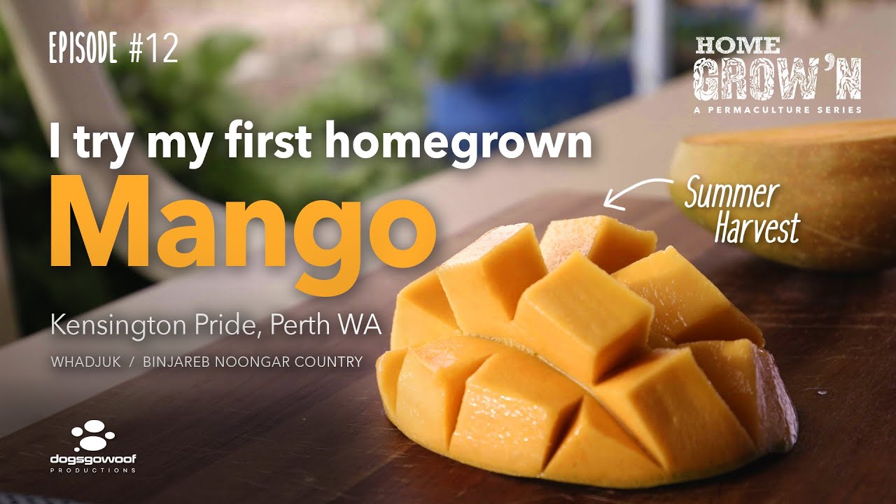 EP #12 - Tasting First Home Grown Mango | Home Grow'n