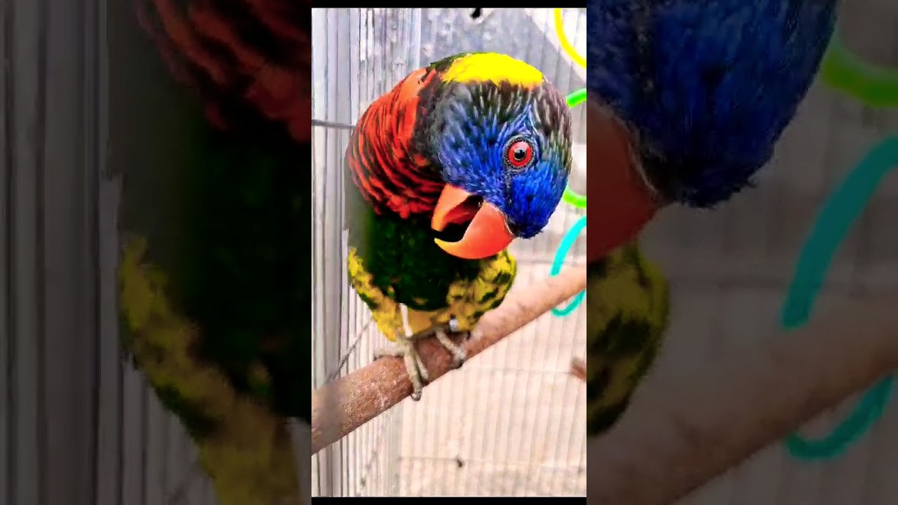 LORIS arco &iacute;ris mandando beijo 😘 #aves #avesex&oacute;ticas #periquitoaustraliano