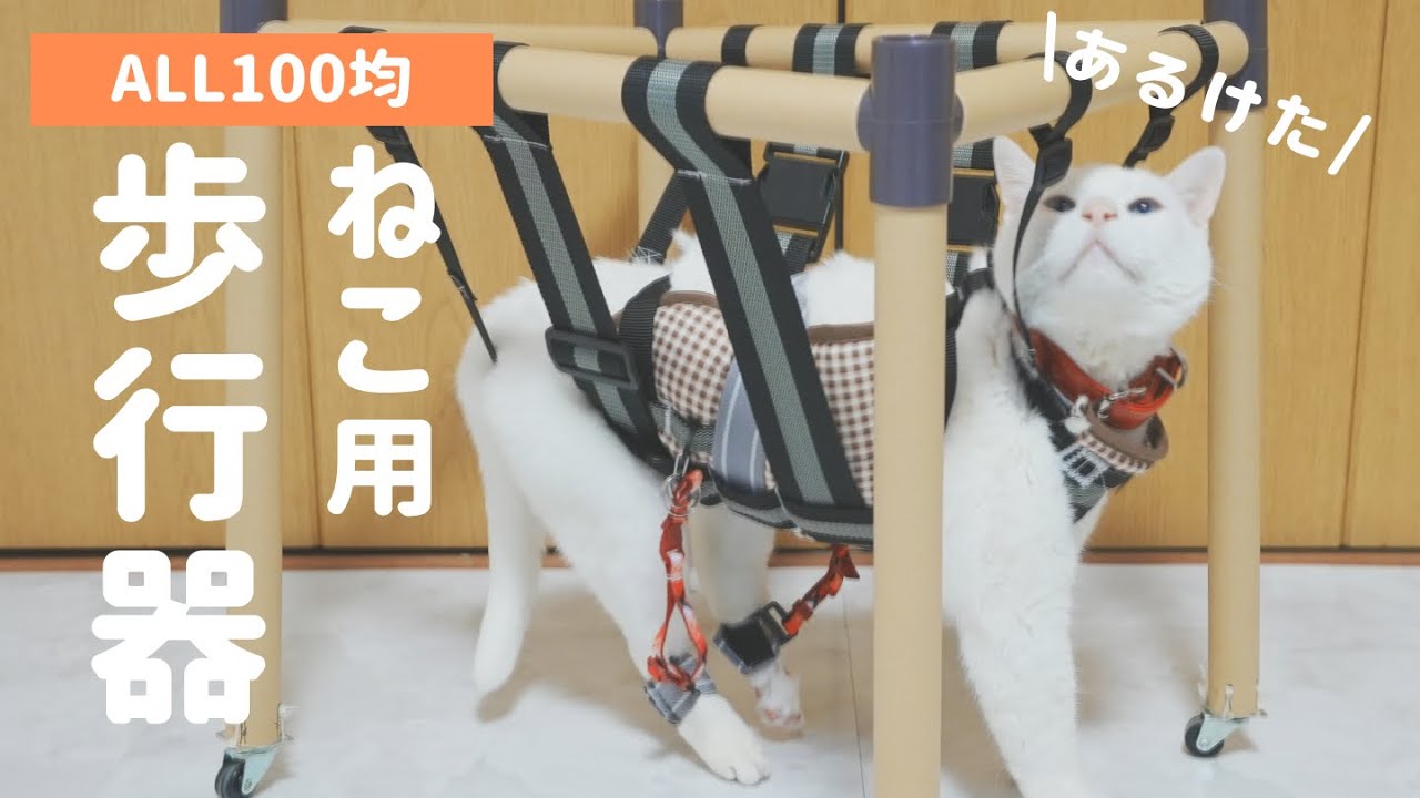 100均素材だけで猫用歩行器を作ってみた！