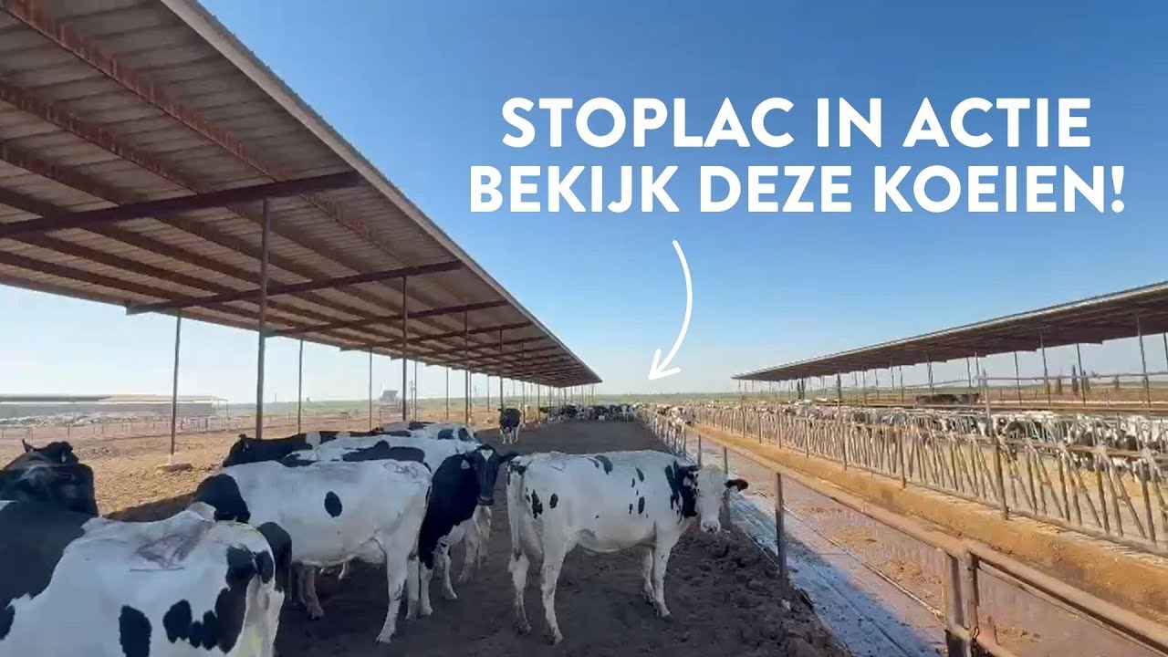 Zichtbaar Koecomfort - StopLac in actie! | AHV Benelux