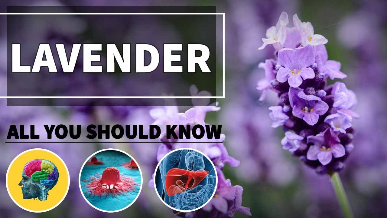 LAVENDER Health BENEFITS & Properties 💚 100% Herbalism Vegan food benefits