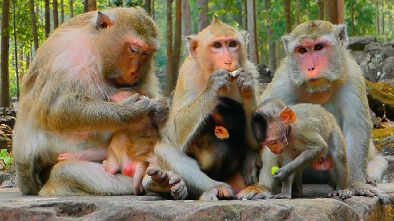 Beautiful Monkey Family Feeding Together – Cute Babies & Loving Moms💞🐒