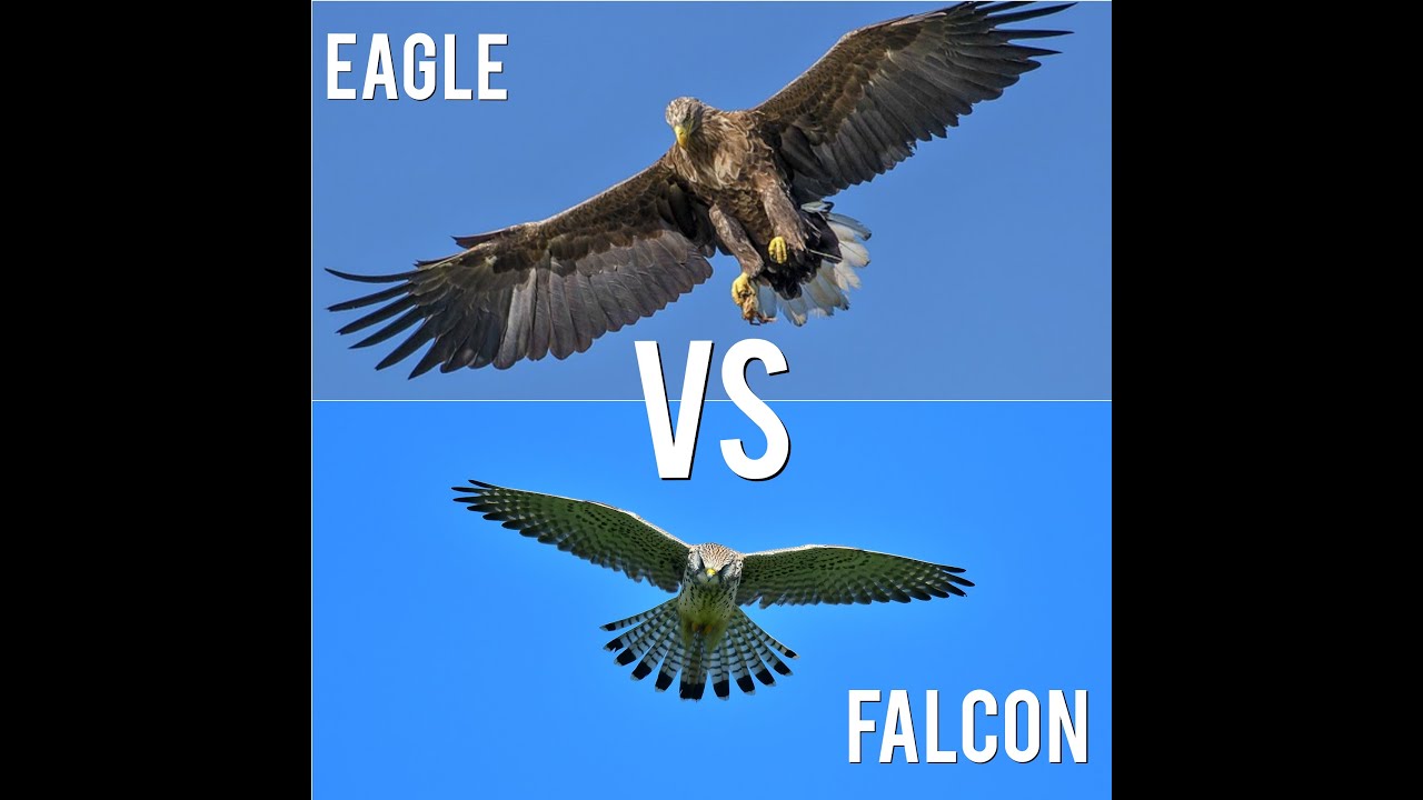 Eagle Vs Falcon: Soaring and  Agility
