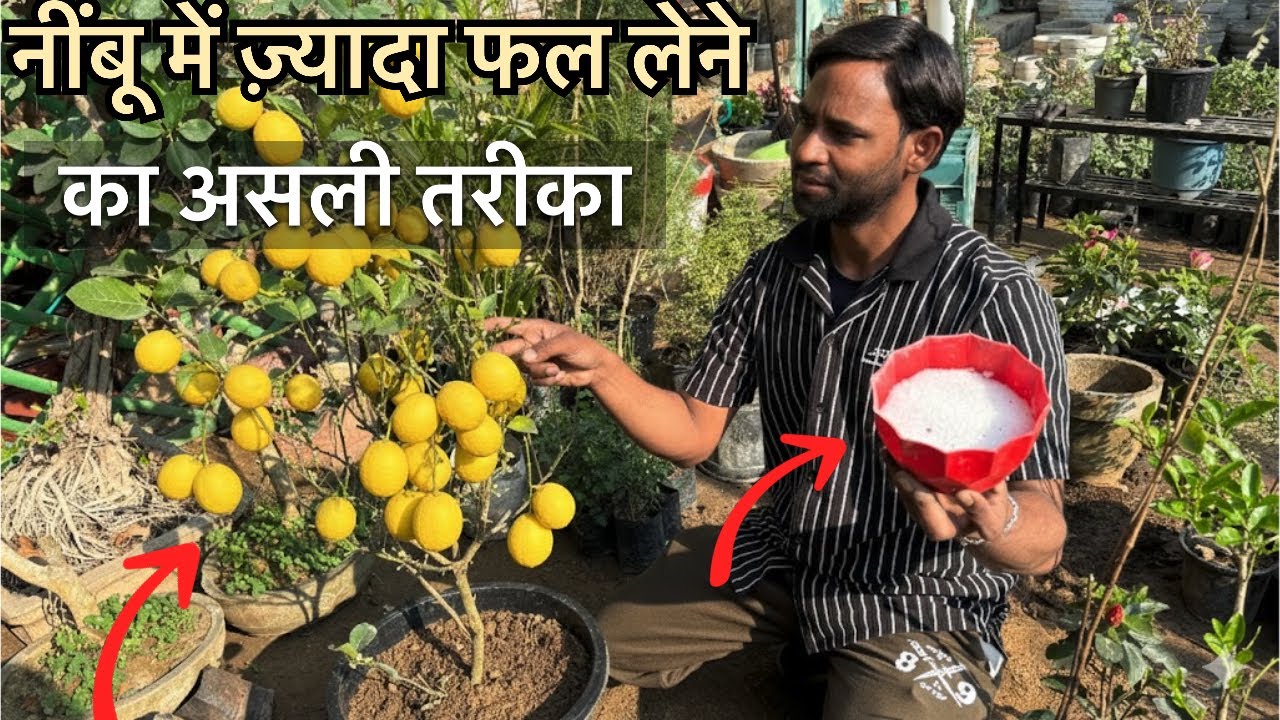 नींबू का पौधा फल नहीं दे रहा? ये ट्रिक लगाओ, भर जाएगा फल से