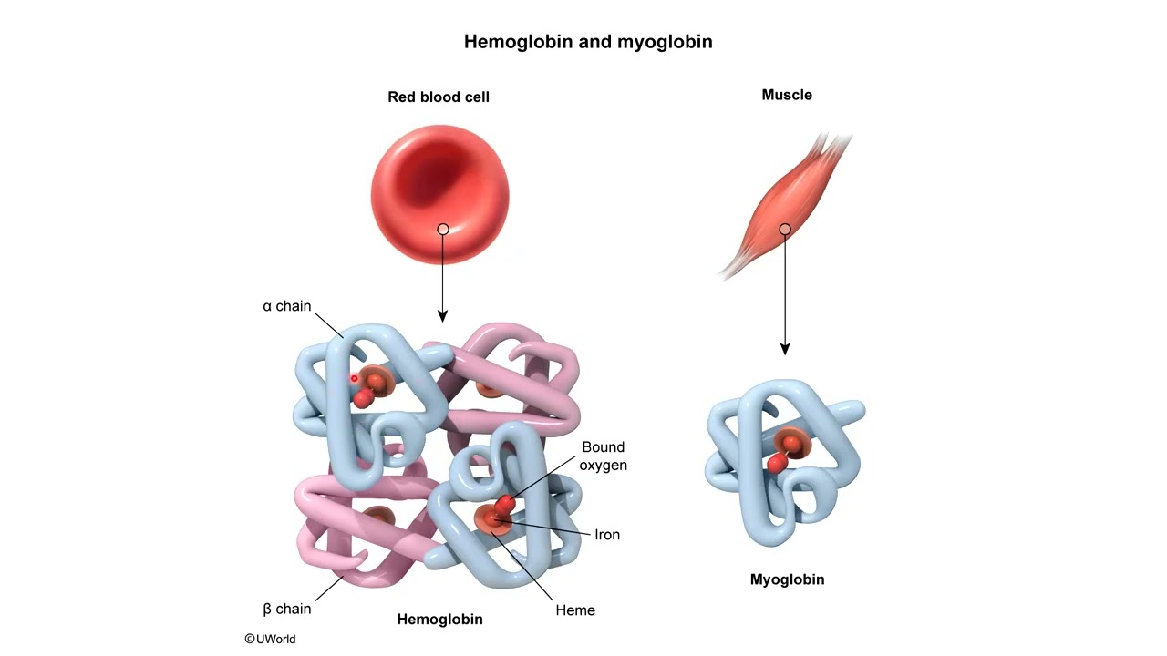 L2. Anemia – Introduction, Manifestations, Classification, and Investigation