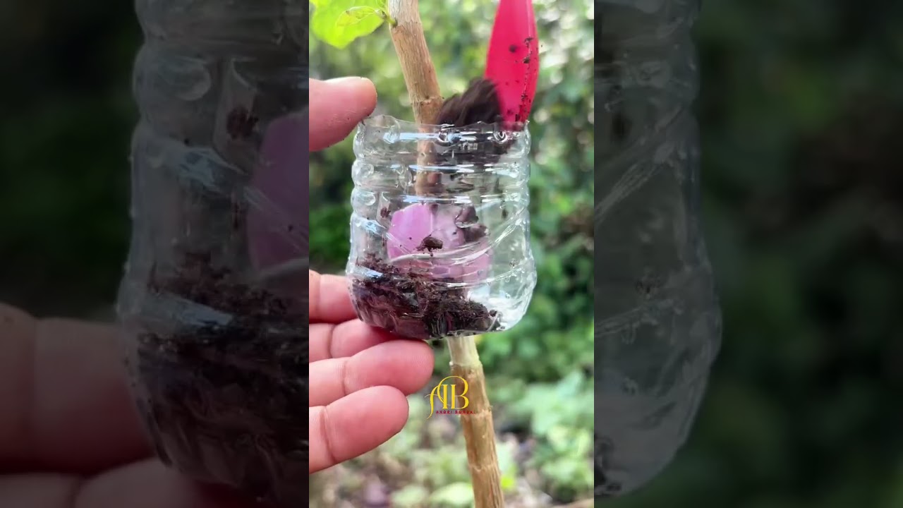 Unique Air Layering Experiment with Onion Method🧅#garden  #airlayering #craft  #subscribe # shorts