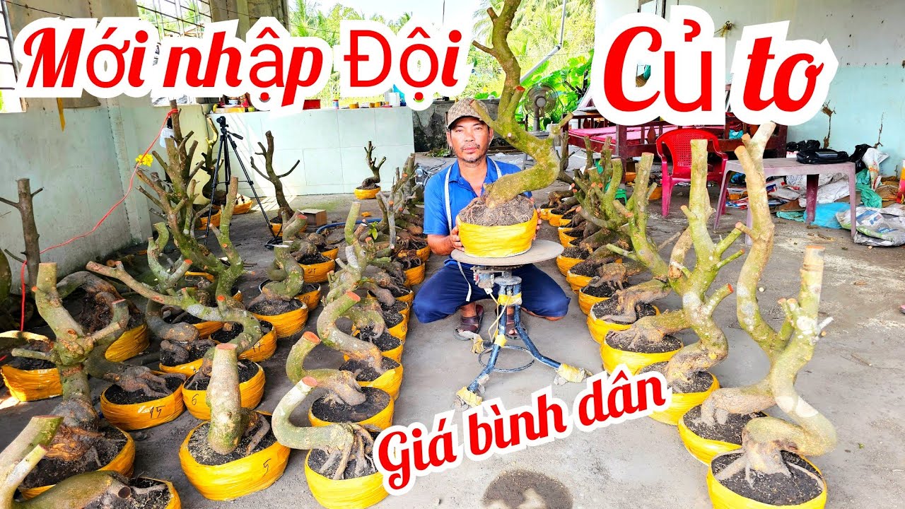 A Sự 📲 0348609043 khui lô mai mới mai giảo Thủ Đức giá rẻ 12/3 Chợ Gạo (@Maivàng Quê dừa)