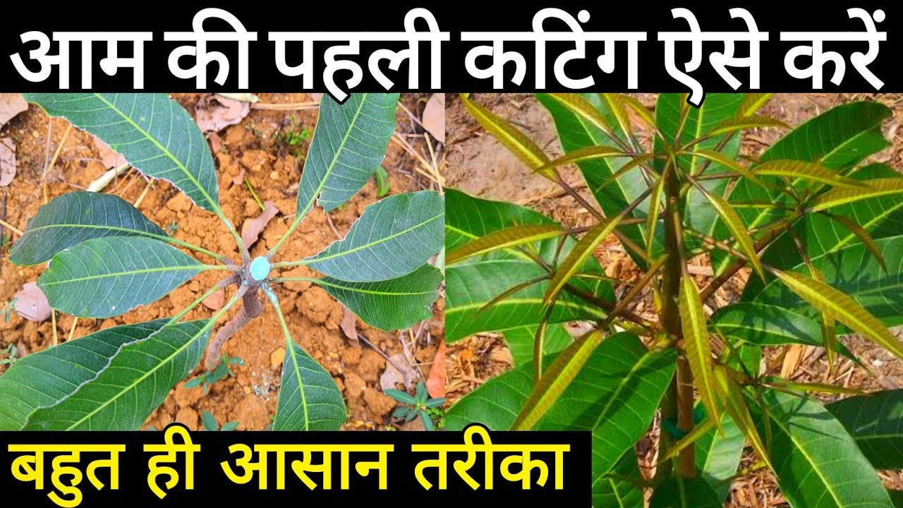 How to prune Mango plant | Aam ki cutting  kab karen |Mango tree pruning |