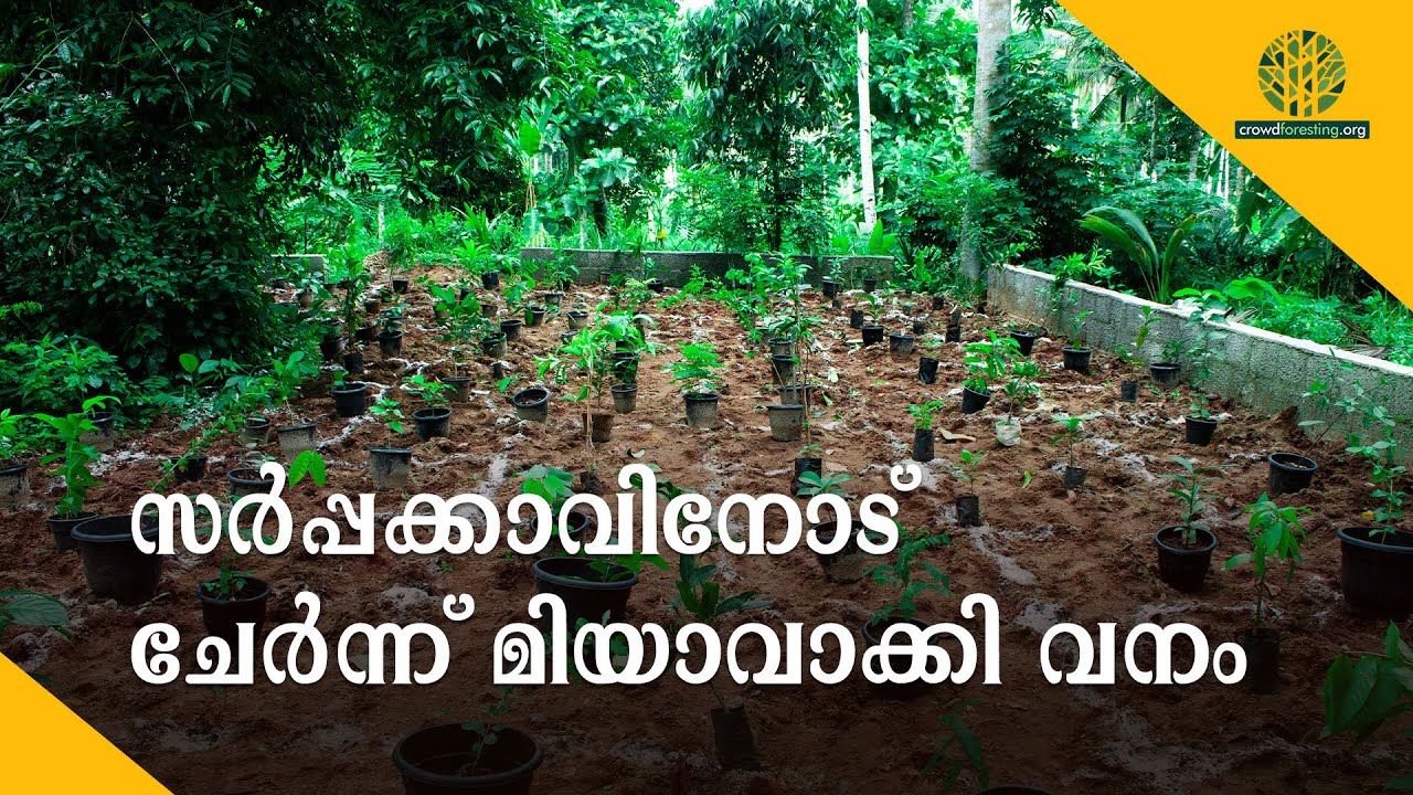 സർപ്പക്കാവിനോട്  ചേർന്ന് മിയാവാക്കി വനം | Sacred Grove extended Using the Miyawaki Technique