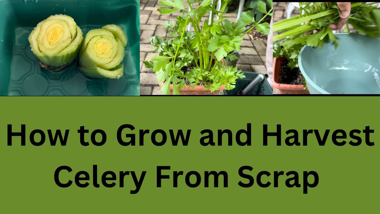 Growing and Harvesting Celery from Scrap |  How to Grow Celery from Scraps |