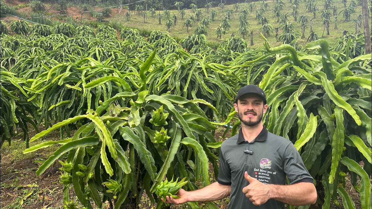 Safra da pitaya 2026 vai ser boa 