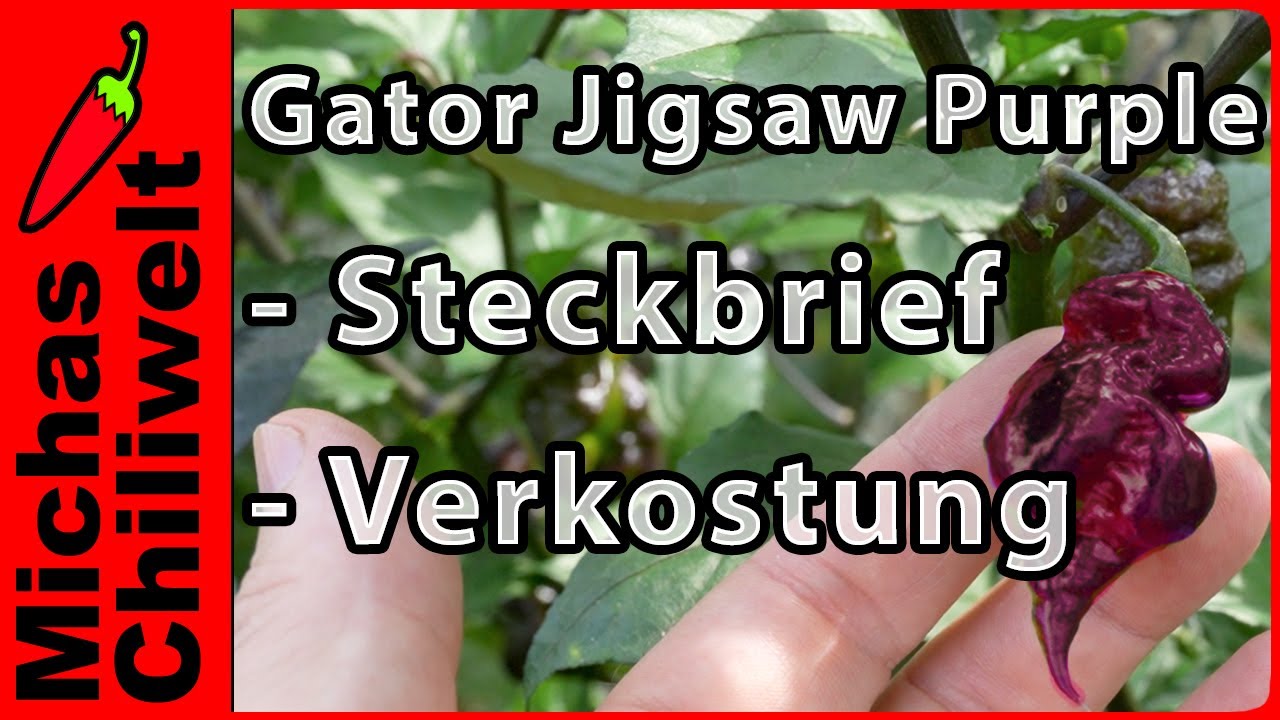 Gator Jigsaw Purple  |  Dark Pheno  |  Steckbrief und Verkostung  |  Chili Sorten  |  Chilis