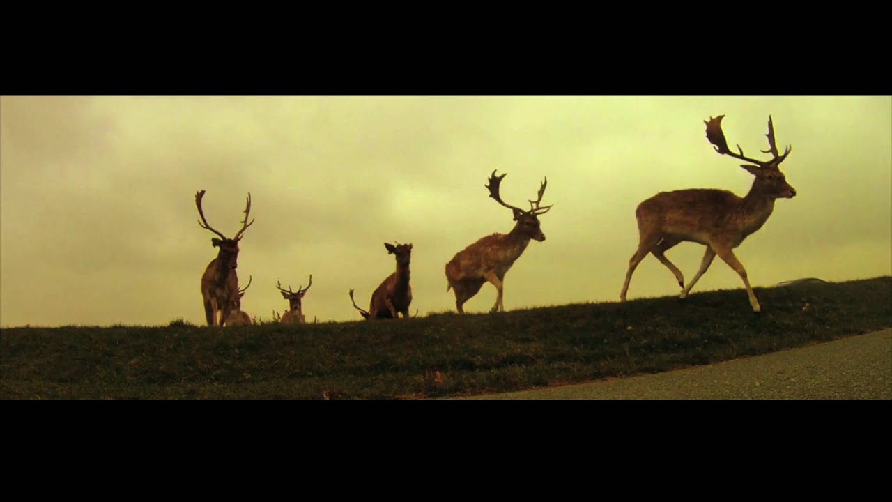 When The Angels Breathe [ WTAB ] - SAVE THE DEER